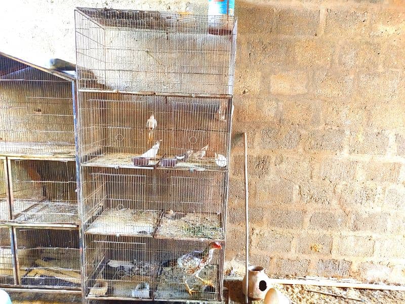 BIRDS AND CAGES 7