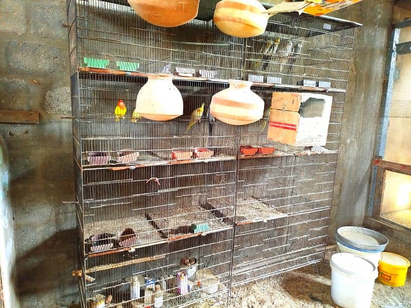 BIRDS AND CAGES 8