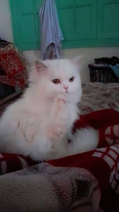 persian female cat sale with bag