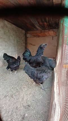 Ayam cemani eggs