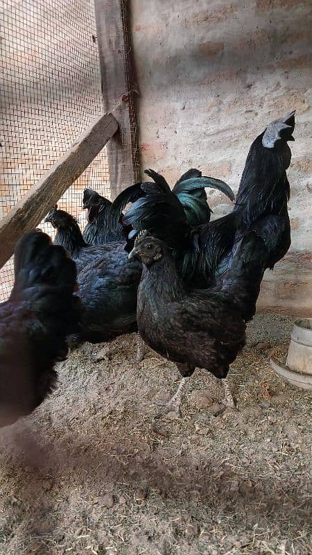 Ayam cemani eggs 3