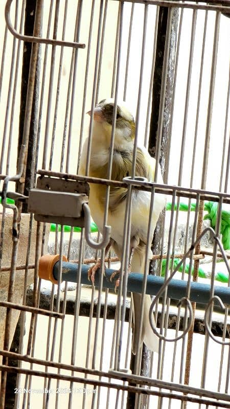 Canary Bird Female 0