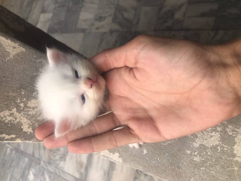 persian kittens white colour male and female available 0