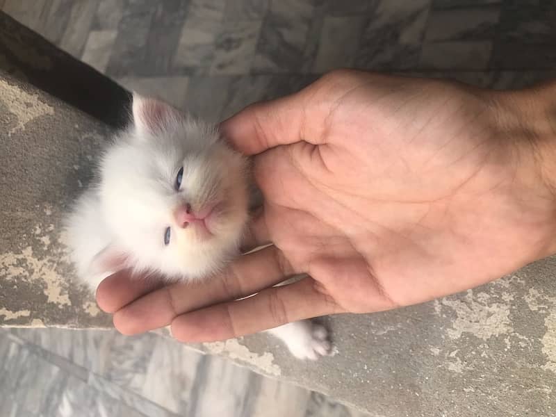 persian kittens white colour male and female available 1