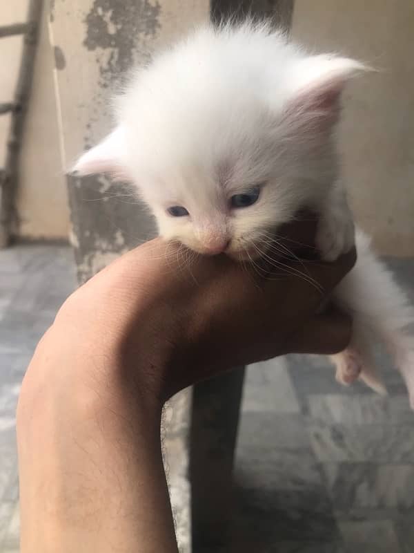 persian kittens white colour male and female available 2