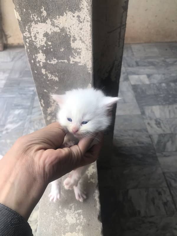 persian kittens white colour male and female available 3