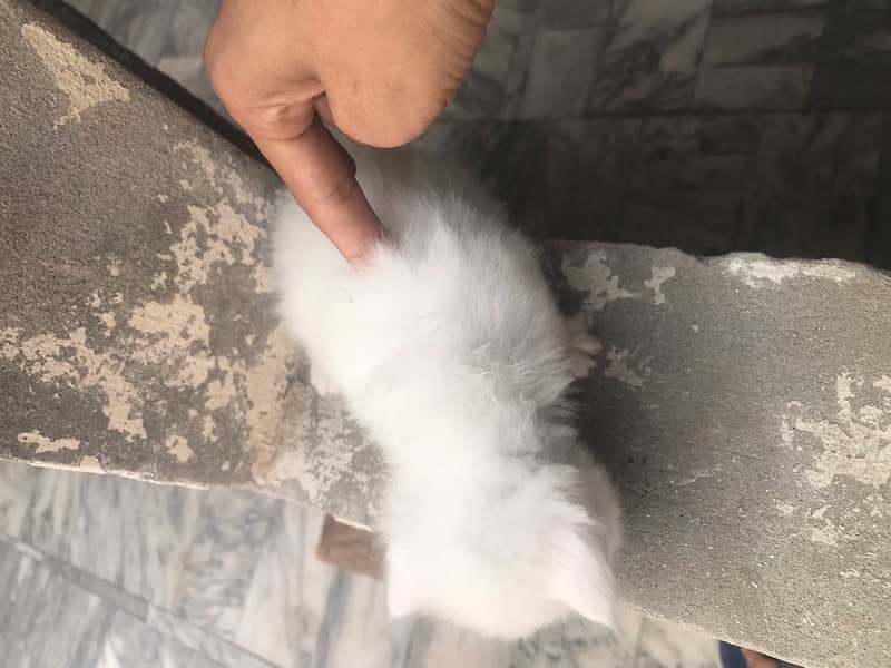 persian kittens white colour male and female available 5