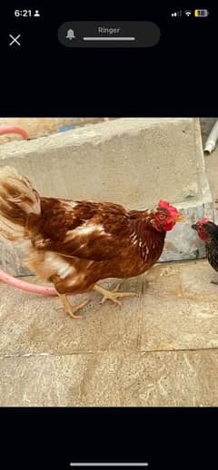 Murghi Hens and Murgha for sale