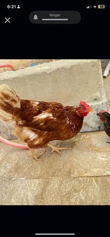 Murghi Hens and Murgha for sale 0