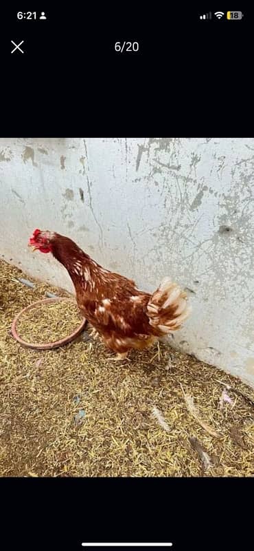 Murghi Hens and Murgha for sale 1