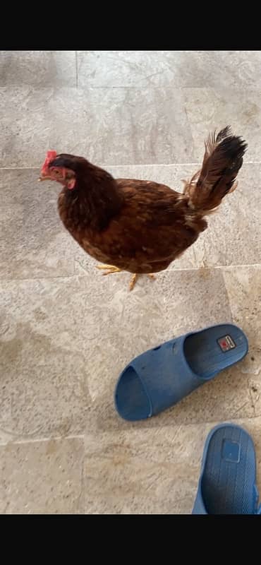 Murghi Hens and Murgha for sale 2