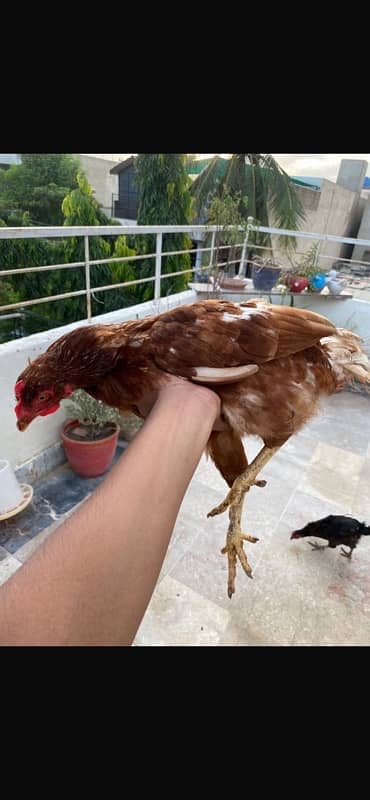 Murghi Hens and Murgha for sale 3