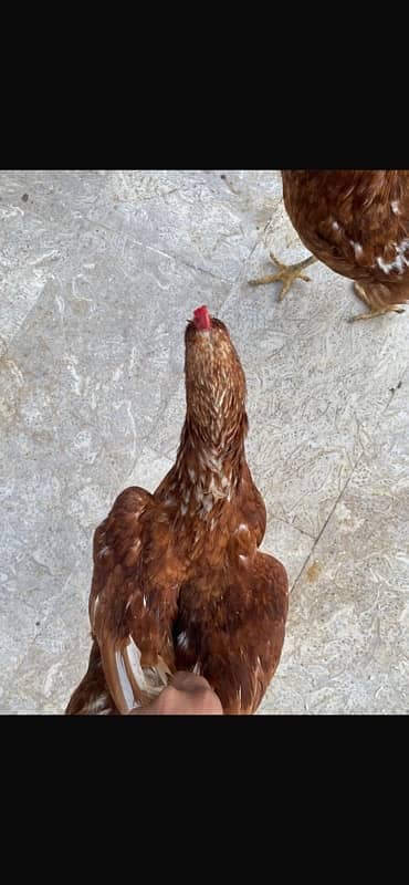 Murghi Hens and Murgha for sale 4