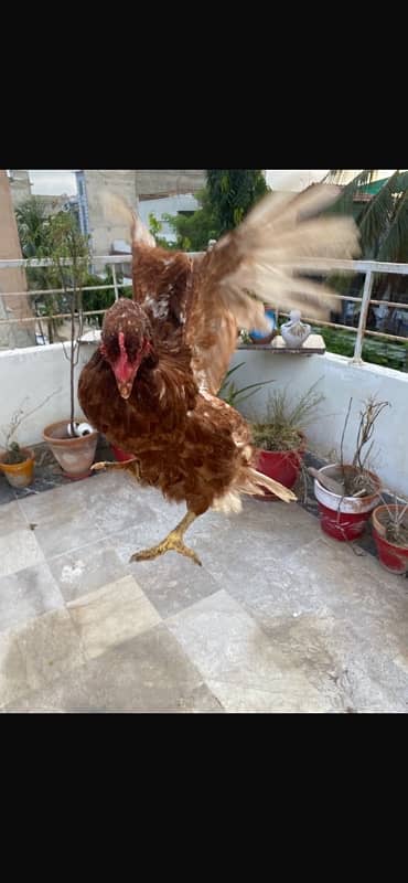 Murghi Hens and Murgha for sale 5