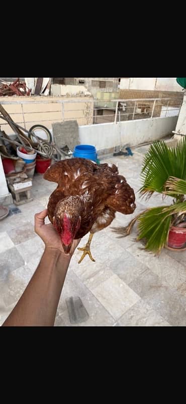 Murghi Hens and Murgha for sale 6