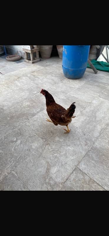 Murghi Hens and Murgha for sale 7