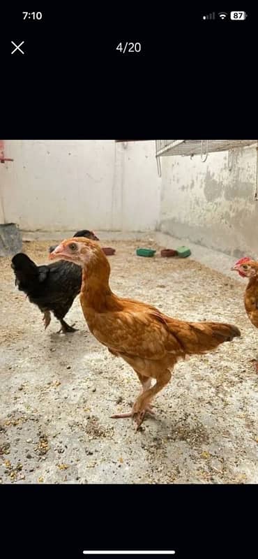 Murghi Hens and Murgha for sale 8