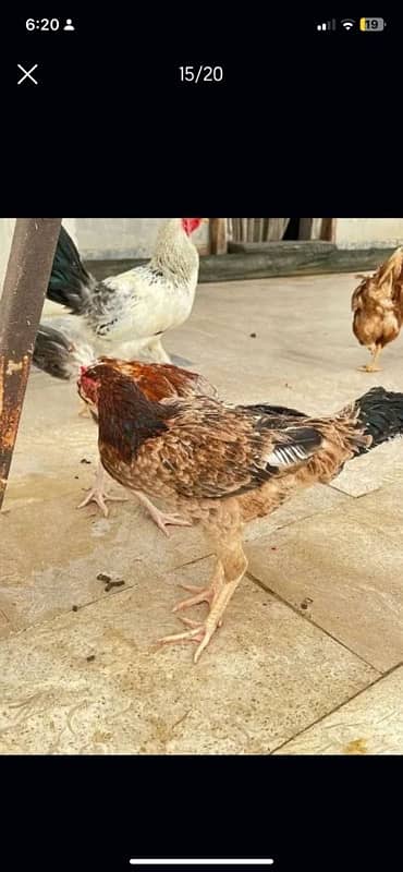 Murghi Hens and Murgha for sale 9