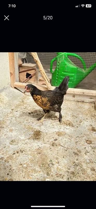 Murghi Hens and Murgha for sale 10