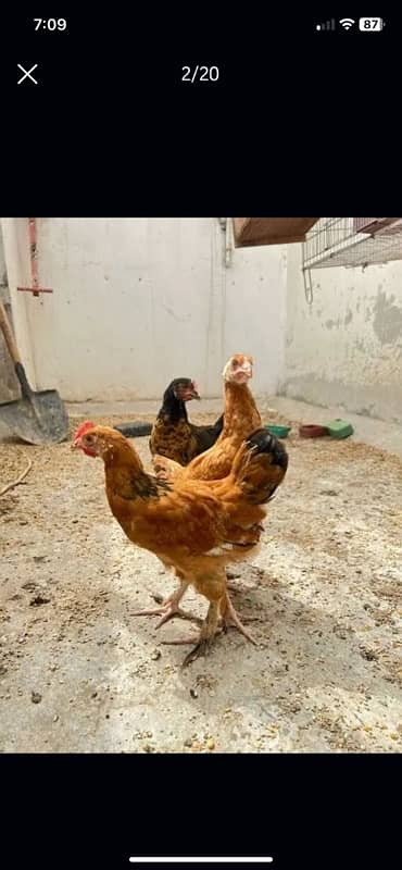 Murghi Hens and Murgha for sale 11