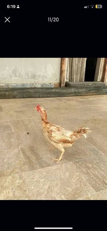 Murghi Hens and Murgha for sale 12