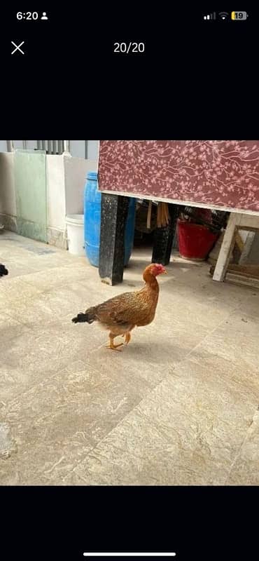 Murghi Hens and Murgha for sale 13