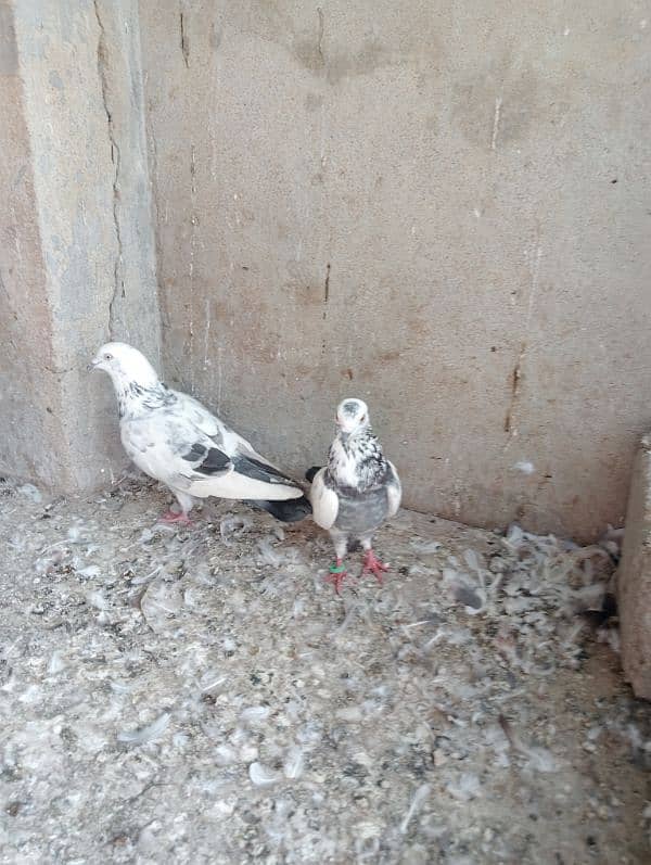 kabooter for sale male and female kabli 1