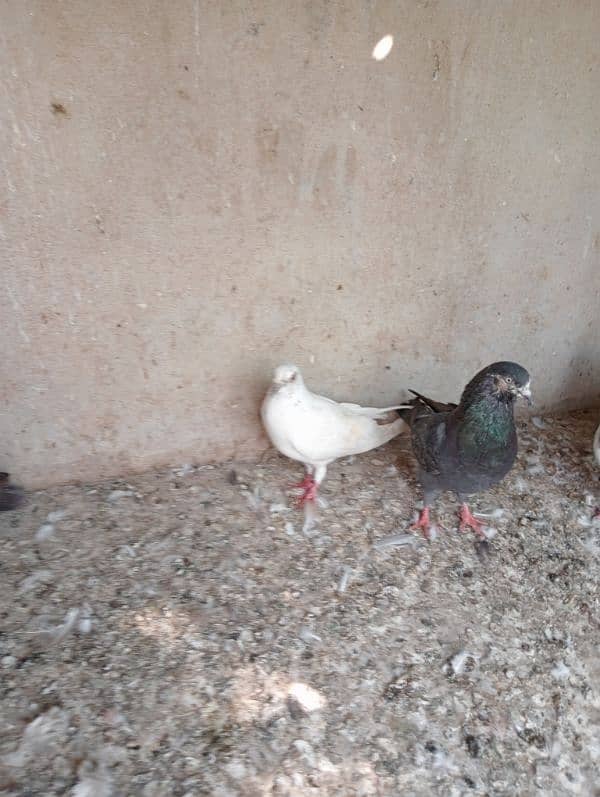 kabooter for sale male and female kabli 3