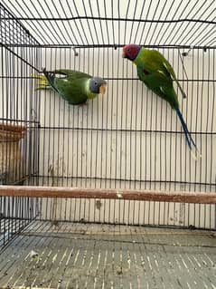 plum heads breeder pair/African grey/love birds