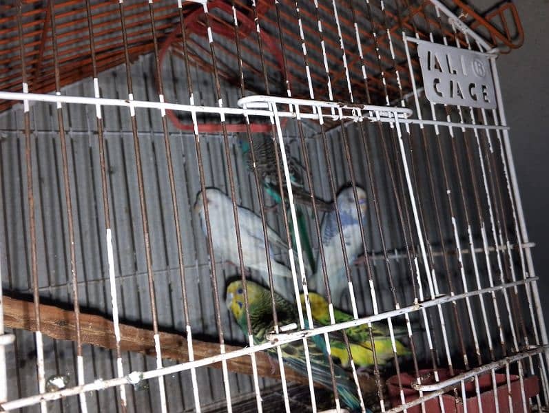 Australian parrots 3 male or 2 female 2