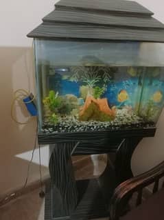 Fish Aquarium