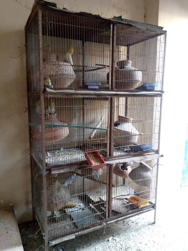 Parrots With Cages 0