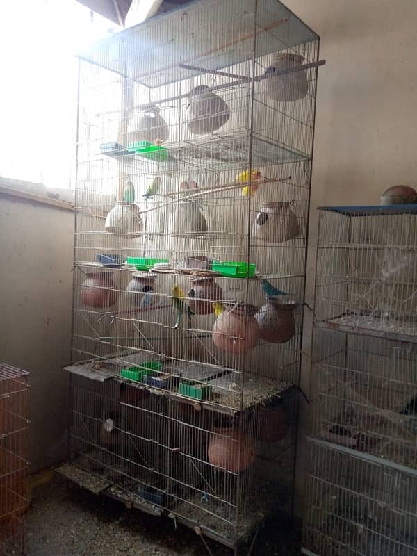 Parrots With Cages 2