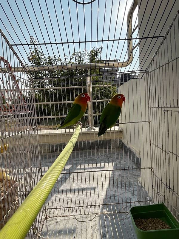 plum heads breeder pair/African grey/love birds 1