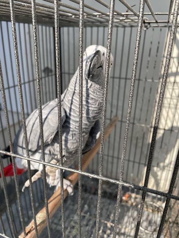 plum heads breeder pair/African grey/love birds 2