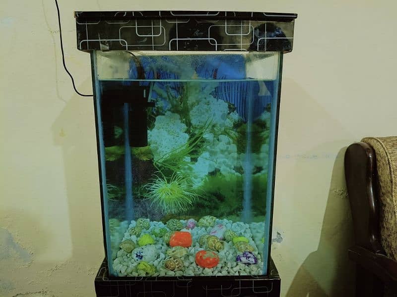 Fish Aquarium in Excellent Condition (Without Fishes) 4