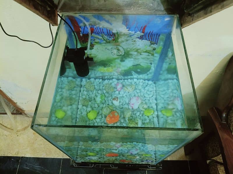 Fish Aquarium in Excellent Condition (Without Fishes) 6