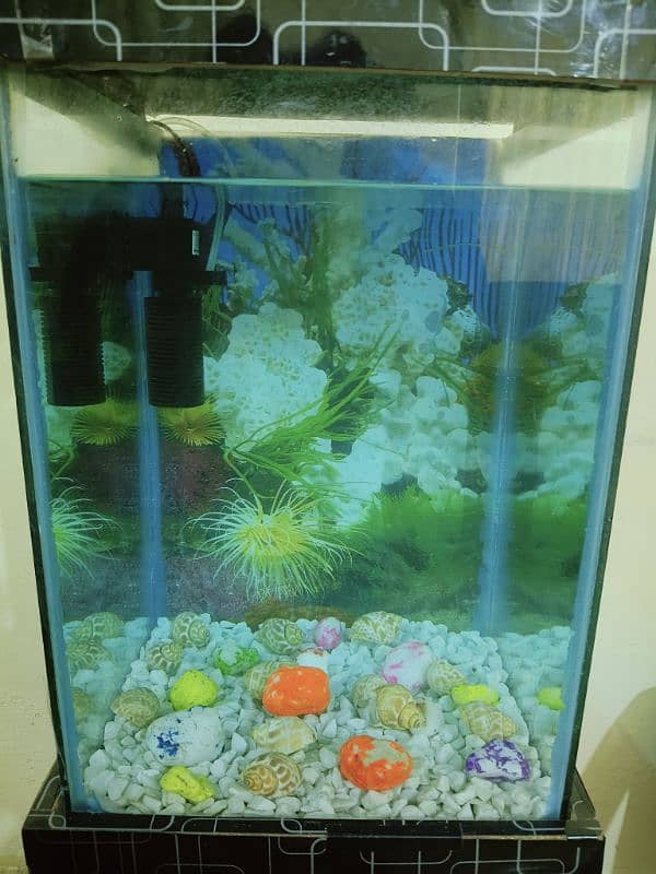 Fish Aquarium in Excellent Condition (Without Fishes) 7