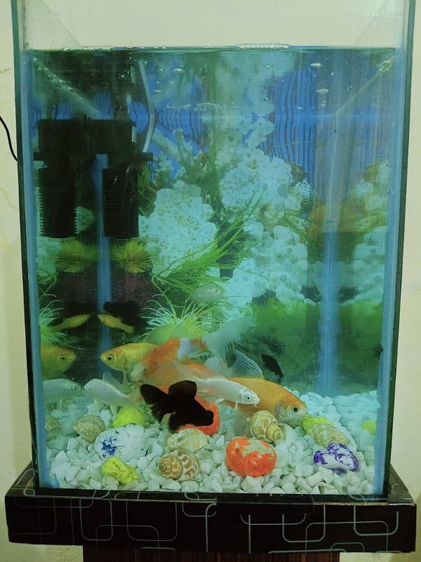 Fish Aquarium in Excellent Condition (Without Fishes) 8