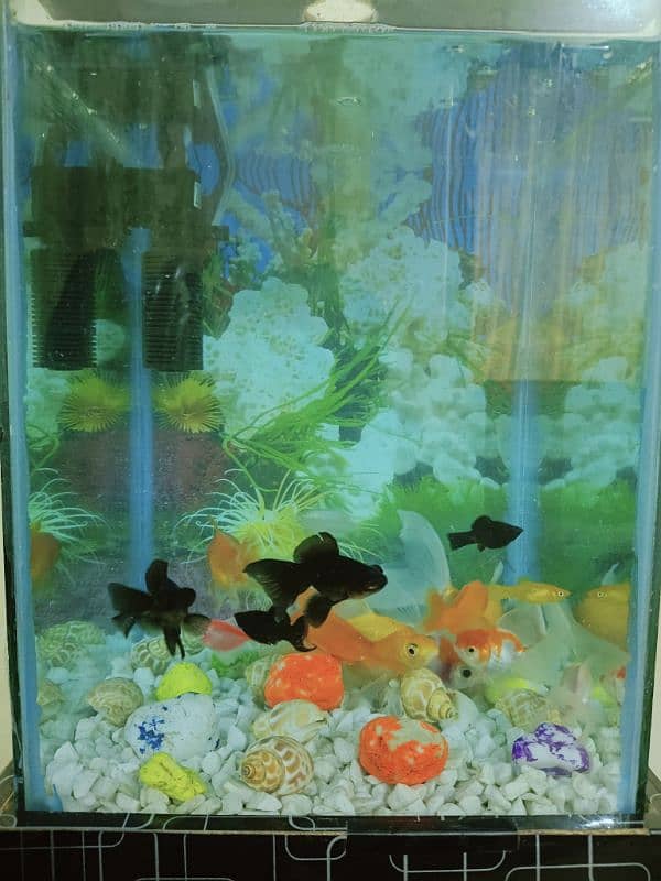 Fish Aquarium in Excellent Condition (Without Fishes) 11