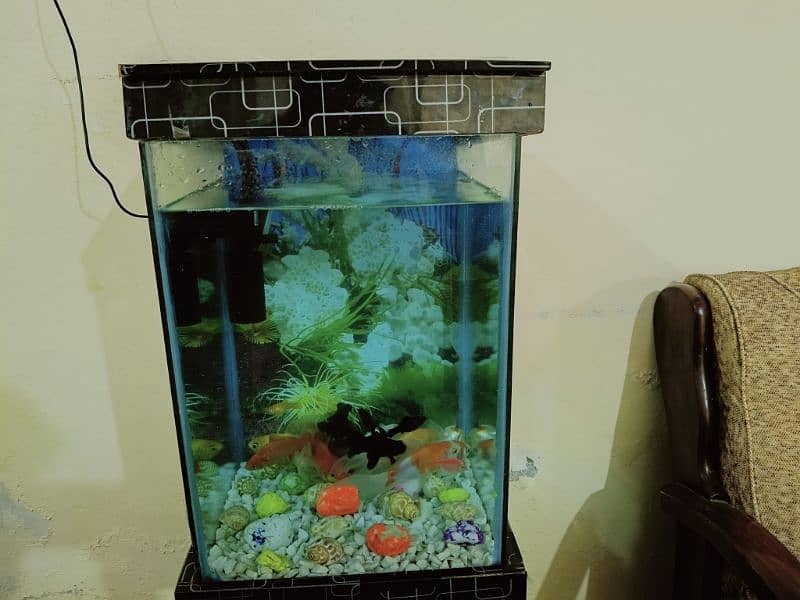 Fish Aquarium in Excellent Condition (Without Fishes) 12