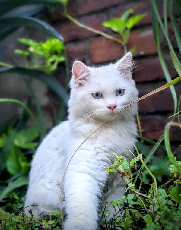 baby doll face , blue eyes,  white colour, 1 year young double coated 1