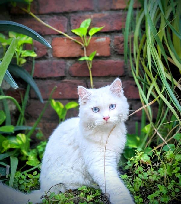 baby doll face , blue eyes,  white colour, 1 year young double coated 2