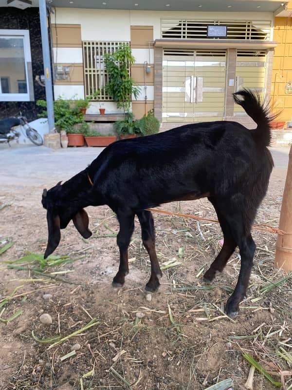 Goat | Desi Bakrian 2