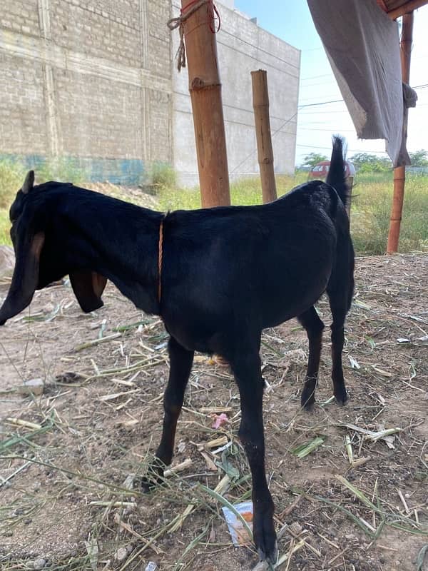 Goat | Desi Bakrian 4