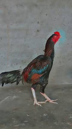 beautiful hen Are sale 03004842453