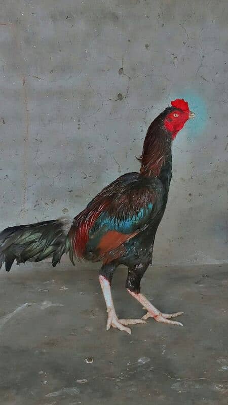 beautiful hen Are sale 03004842453 0