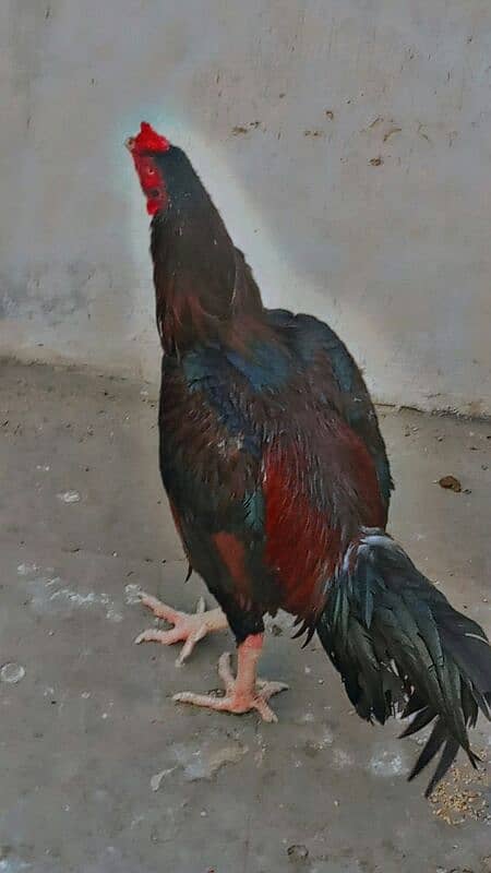 beautiful hen Are sale 03004842453 2