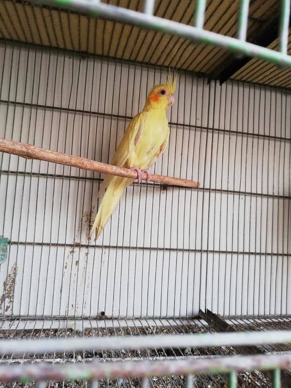 Cocktiel adult 0