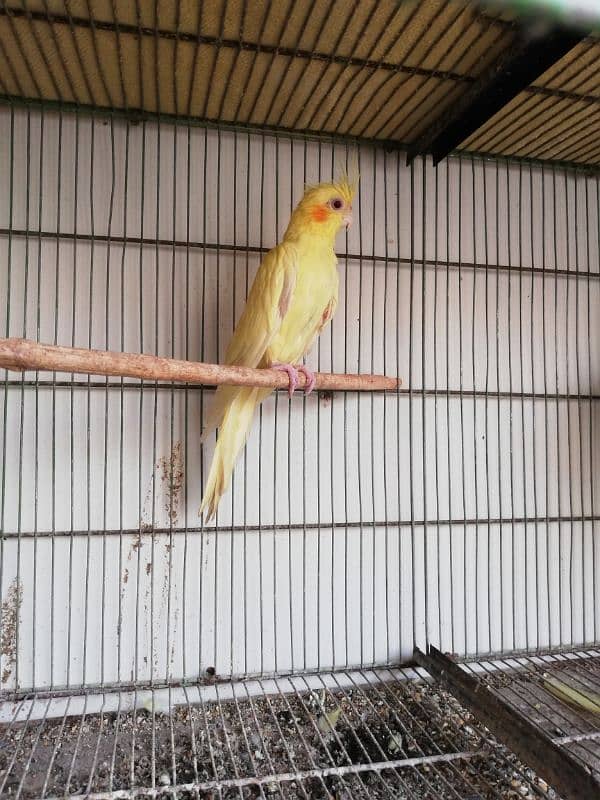 Cocktiel adult 1